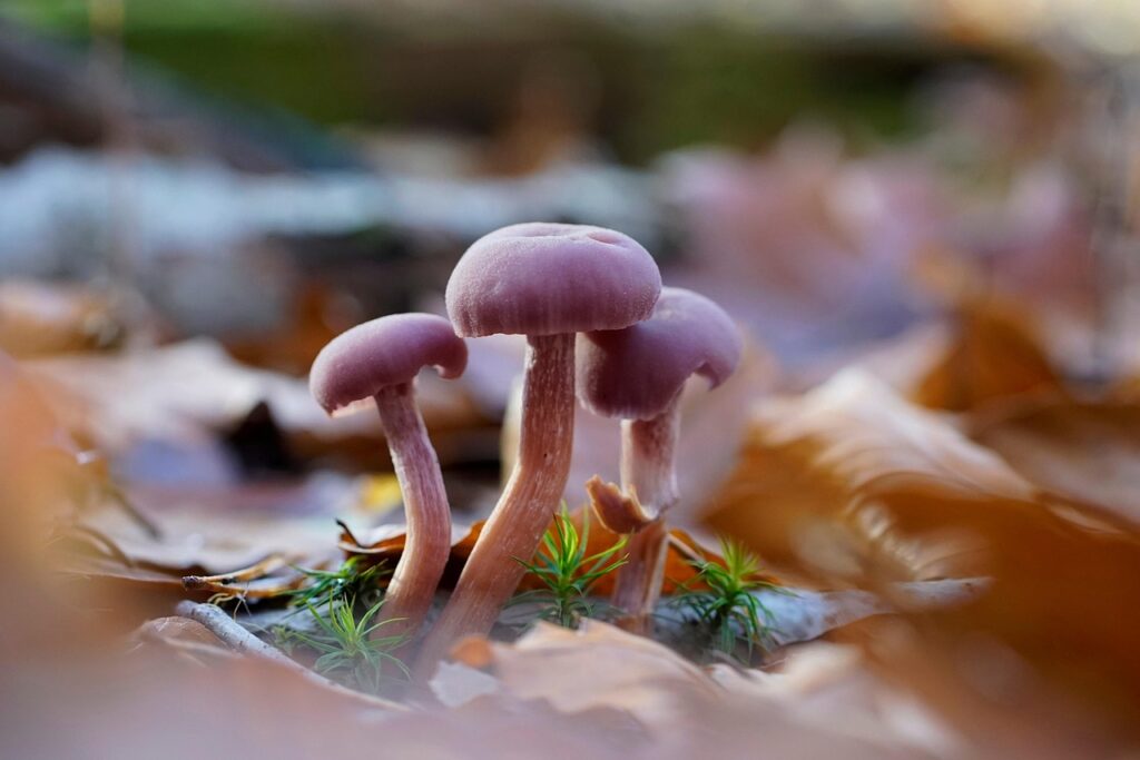 Op zoek naar paddenstoelen in het Alblasserbos in Papendrecht