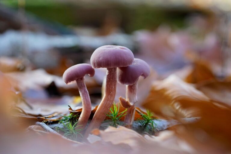 Op zoek naar paddenstoelen in het Alblasserbos — natuur in Papendrecht