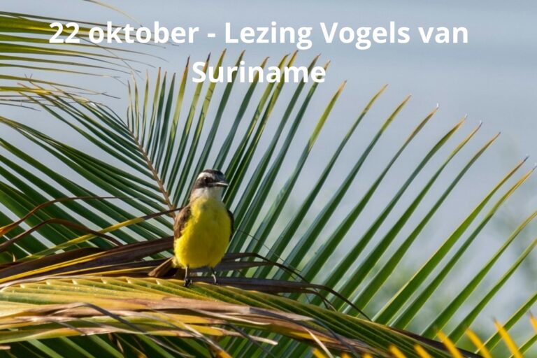 De vogels van Suriname – een reis door natuur, cultuur en verwondering — natuur in Papendrecht