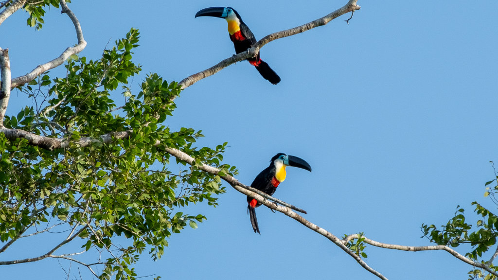 Natuurlezing over Suriname in Papendrecht